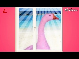 the pink goose looks out the window, wants to understand why it is so dark