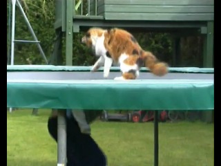 cat on a trampoline