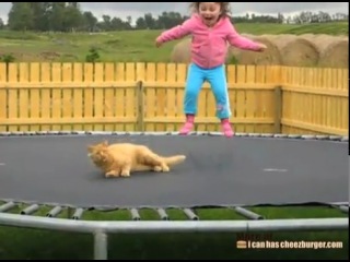 cat on a trampoline